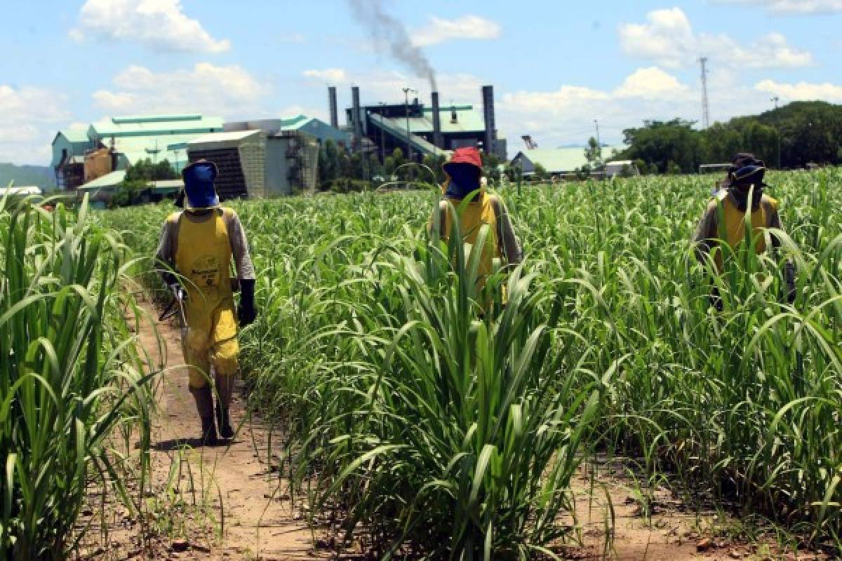 Sequía afecta varios rubros de exportación de Honduras