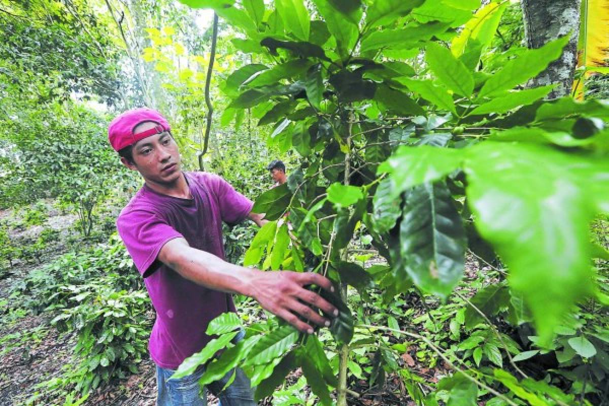 Por carreteras destrozadas trasladan producción de café en Comayagua