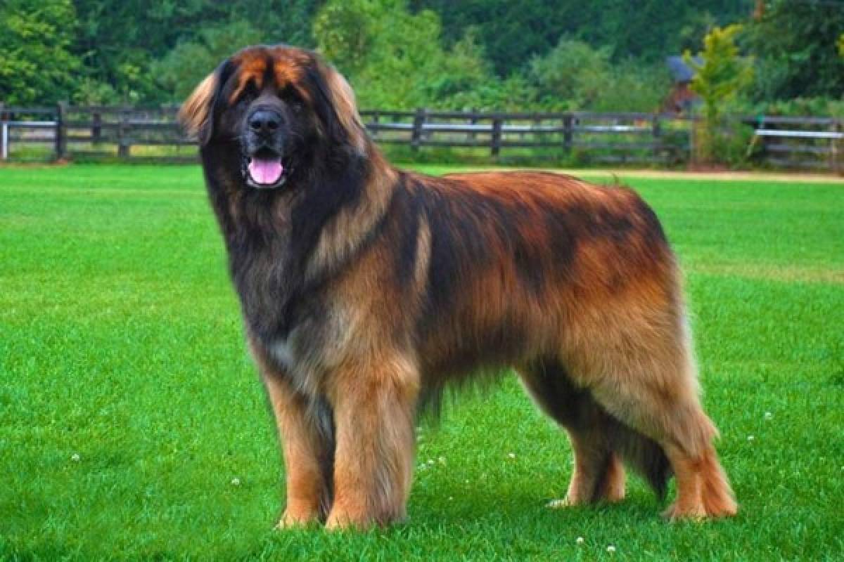 Las 7 razas de perros más grandes del mundo