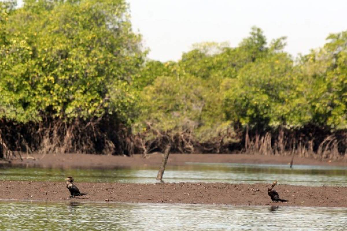 Honduras: El mangle, la joya natural más bella del Sur