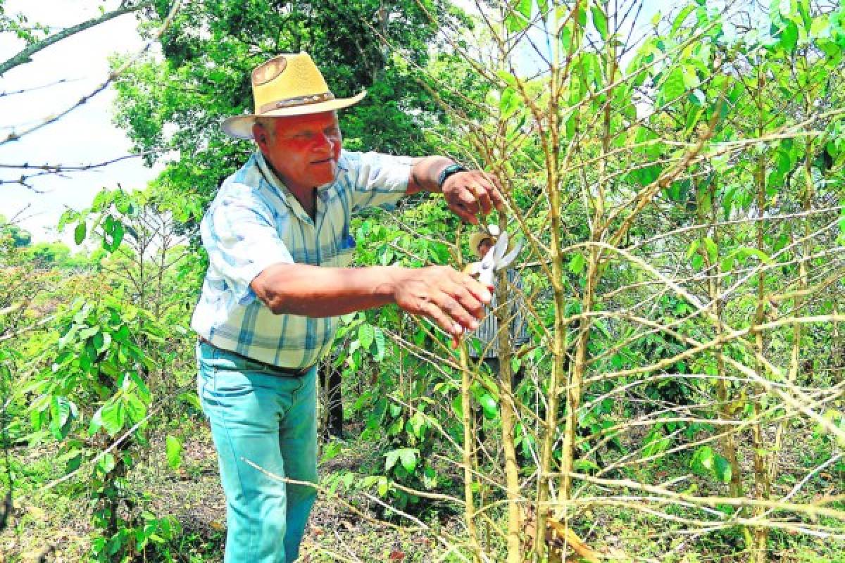 Honduras: Los daños de la roya en la caficultura se conocerán en un mes