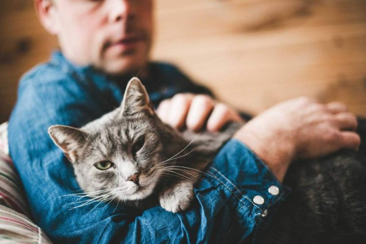 Los gatos también padecen estreñimiento, conozca las causas
