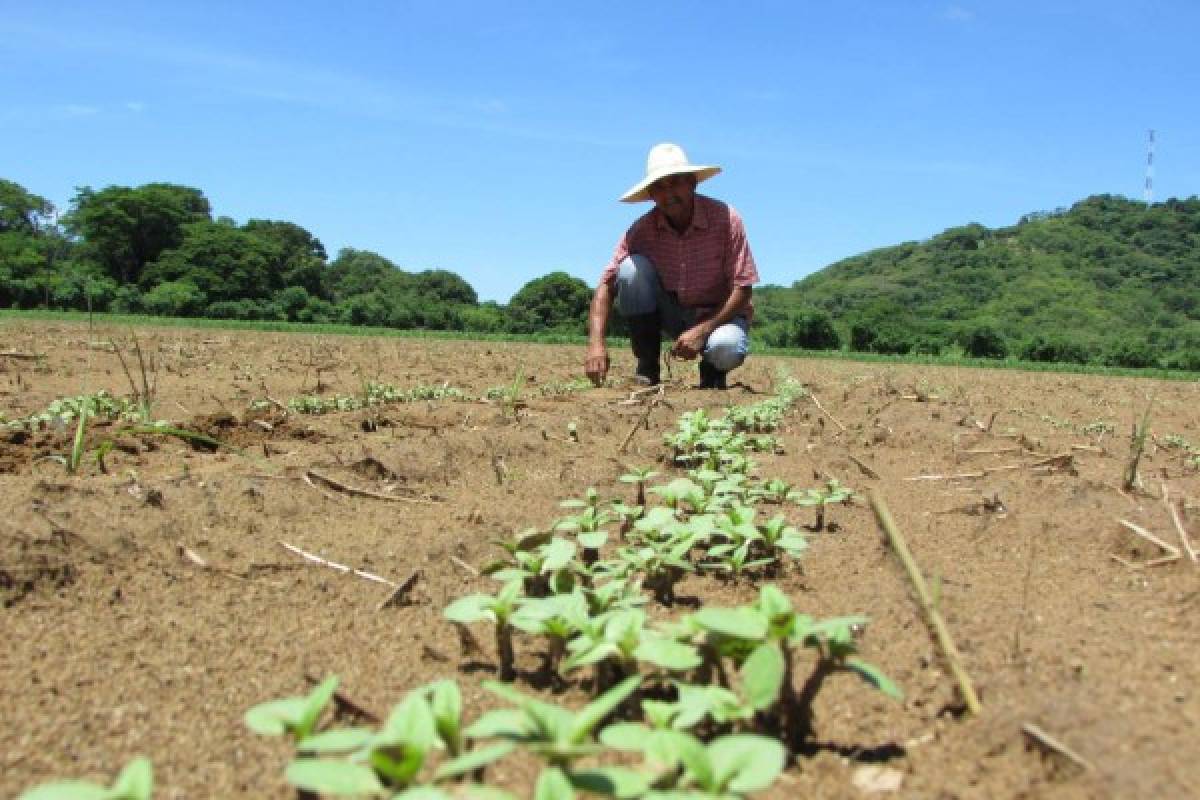 El cultivo del ajonjolí, una alternativa ante las sequías