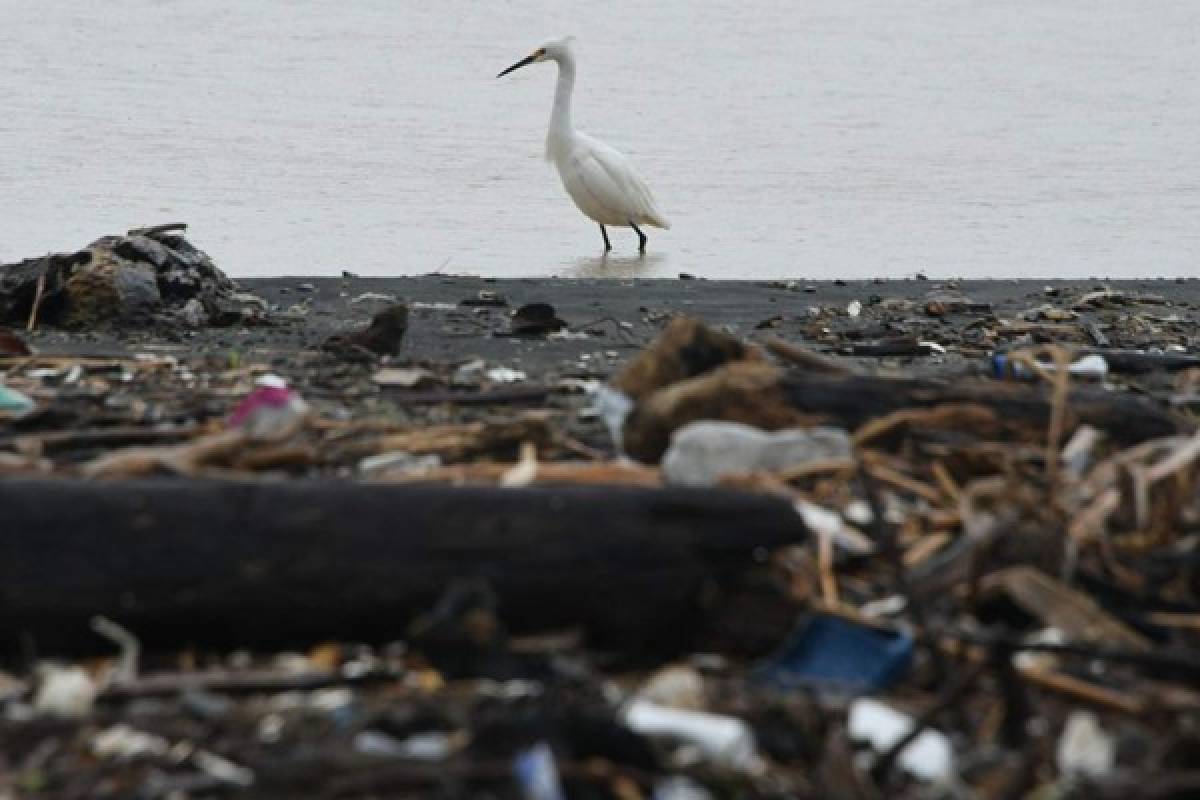 El plástico es el principal contaminante del ambiente en el mundo