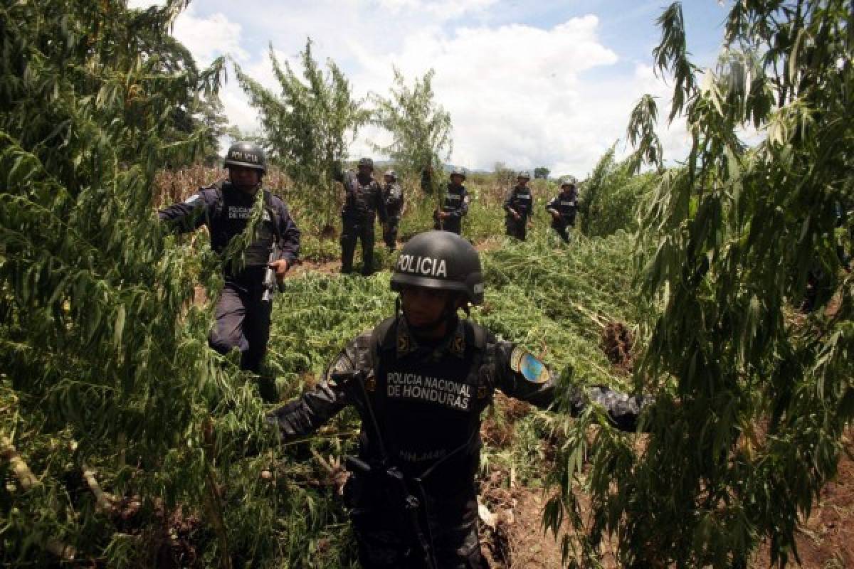 Hallan sembradío de marihuana en El Porvenir