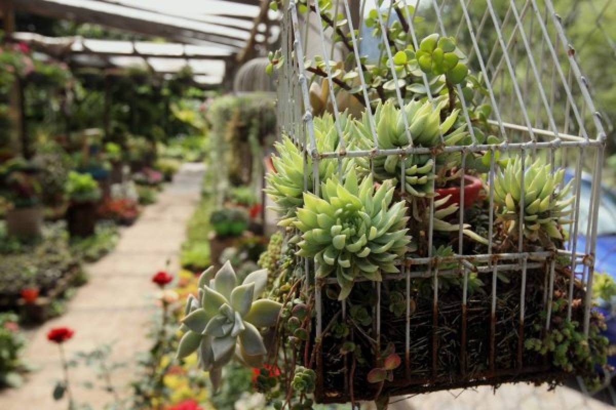 Cuidados de un jardín radiante