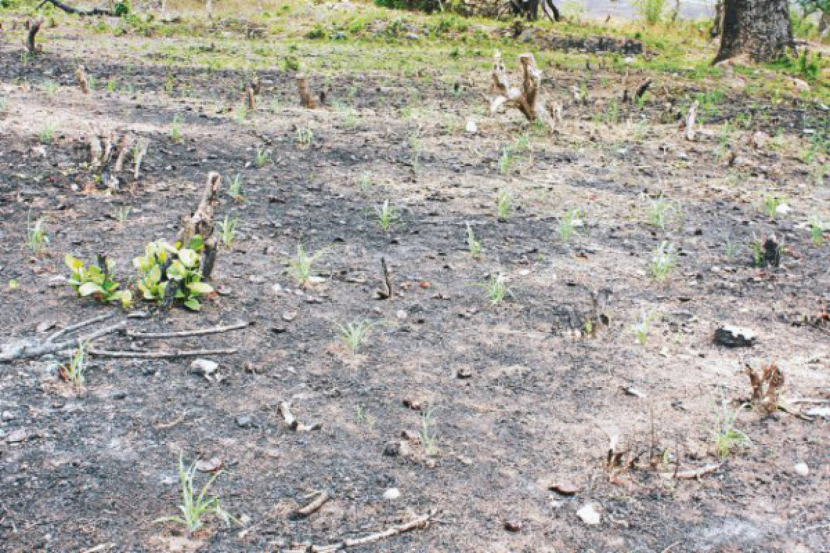 Sequía asfixia cultivos de la zona sur de Honduras