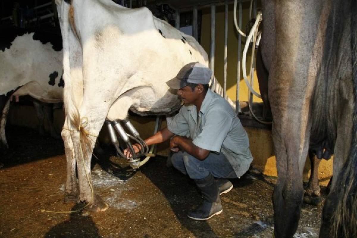 Honduras: Piden revisar costo de producción de la leche en el país