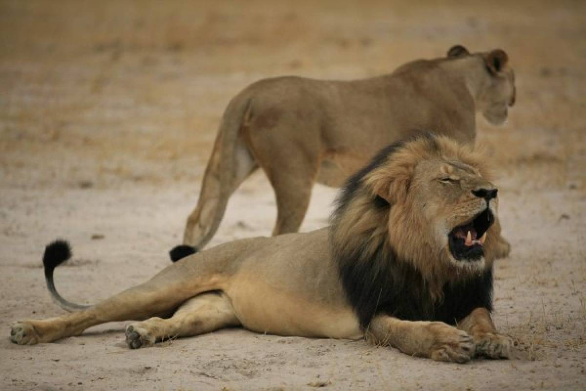 Dentista estadounidense fue quien mató a Cecil, el león más famoso de Zimbabue   