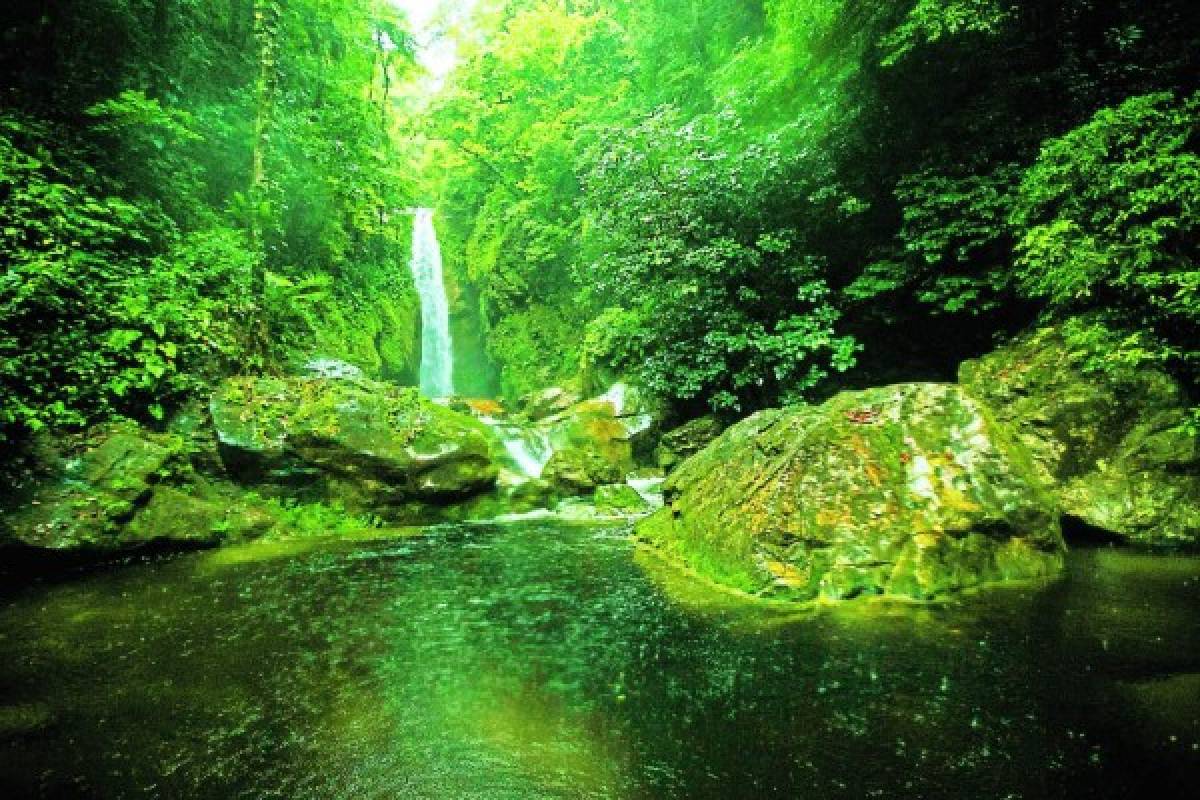 Pico Bonito, un espléndido edén de vida silvestre en la novia de Honduras