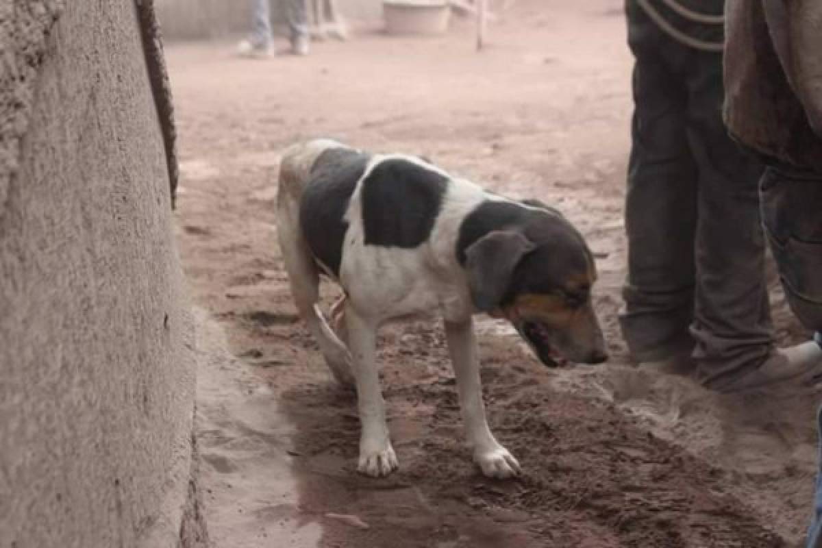 Perro guía a rescatistas para hallar a sus amos soterrados por la ceniza del volcán de Fuego