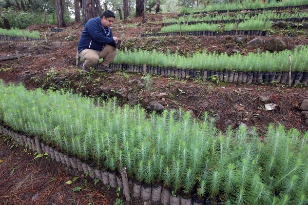 Honduras: Implementan nuevas acciones para restaurar el patrimonio de La Tigra