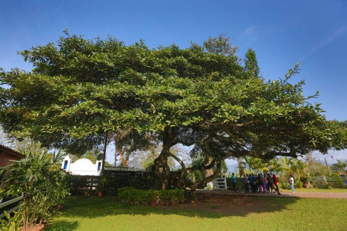 Disfrute la vida del campo en Hacienda Montecristo, Copán