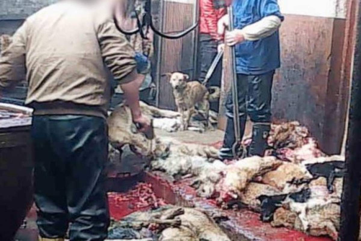 Escalofriante matanza de perros en China