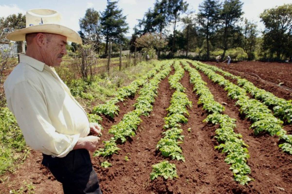 Gobierno impulsa la producción agrícola en el Distrito Central