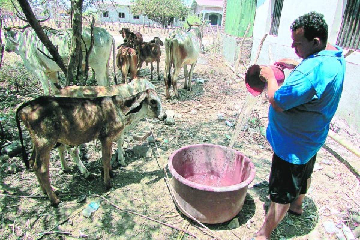 Honduras: Agricultores y ganaderos enfrentan sequía en Marcovia