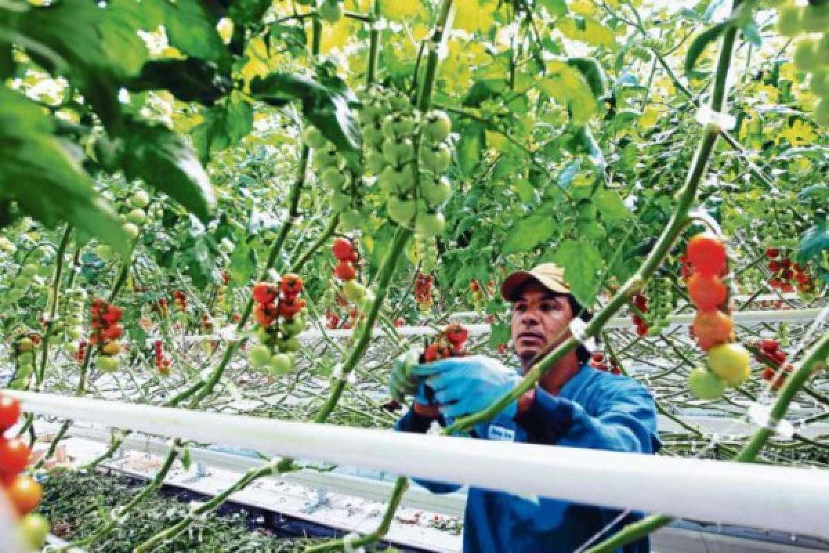 Tomate hondureño tiene en El Salvador principal mercado