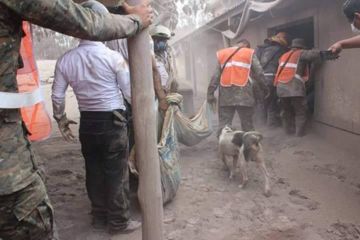 Perro guía a rescatistas para hallar a sus amos soterrados por la ceniza del volcán de Fuego