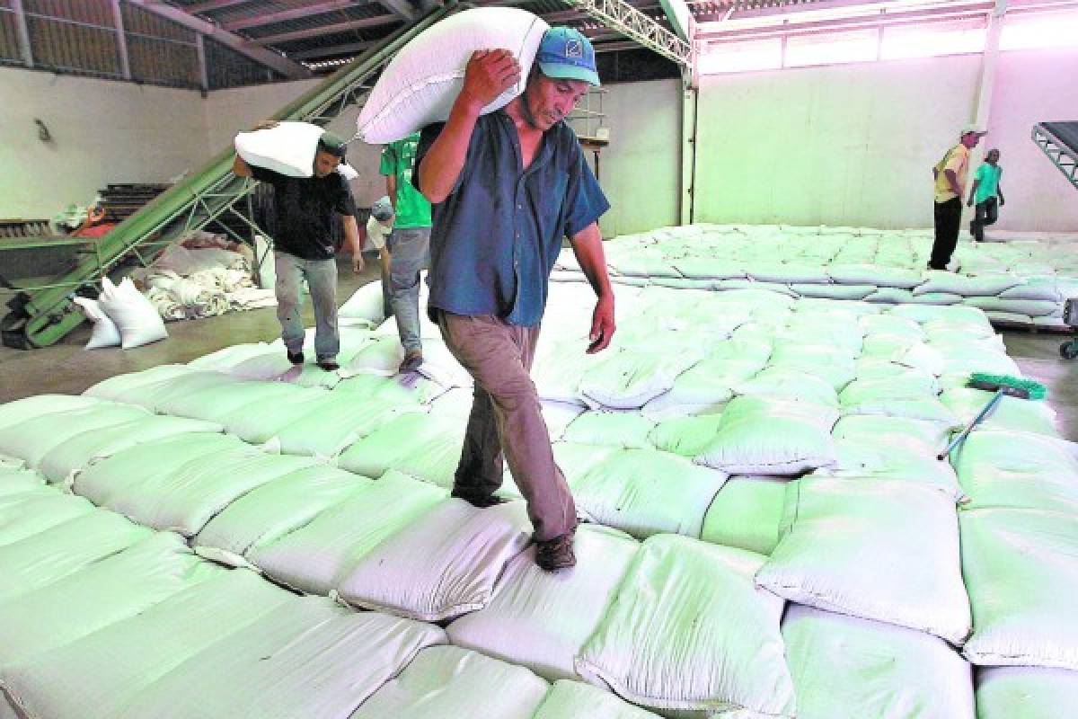Deficitaria producción de granos básicos en Honduras por sequía