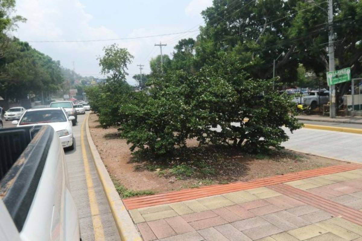 Alcaldía asegura que evitará cortes y optará por trasplante de árboles