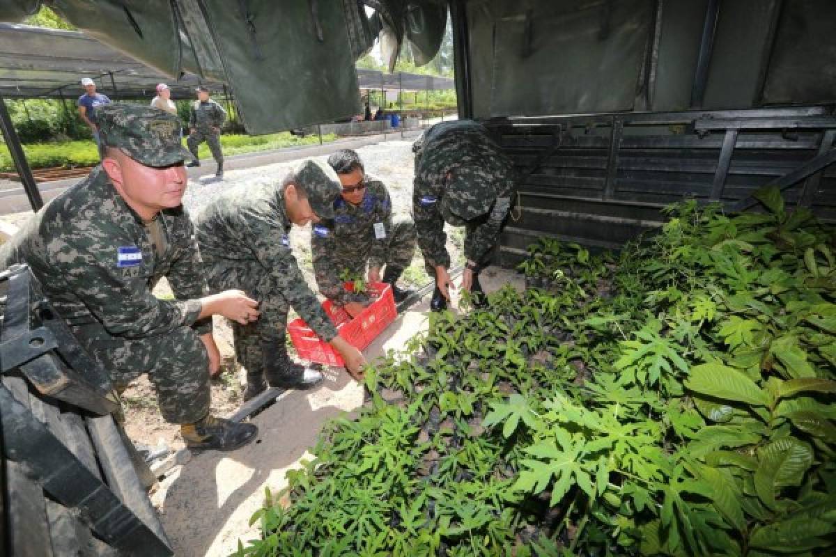 Nuevo vivero para recuperar bosque del Distrito Central