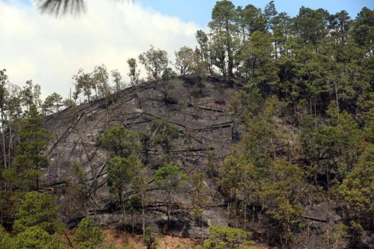Incendios destruyen 13 hectáreas de zona boscosa central