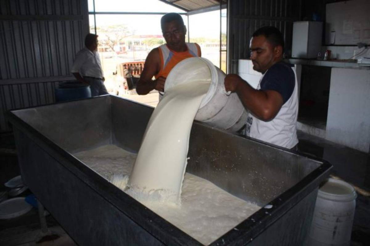 Honduras: Cadena de la leche analiza fijar un precio de garantía