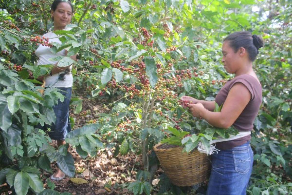 Café hondureño abre terreno en Nueva York