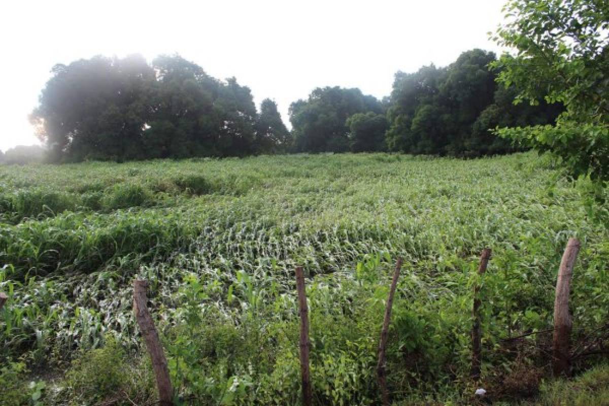 Honduras: En Alianza sucumben siembras de postrera por las inundaciones