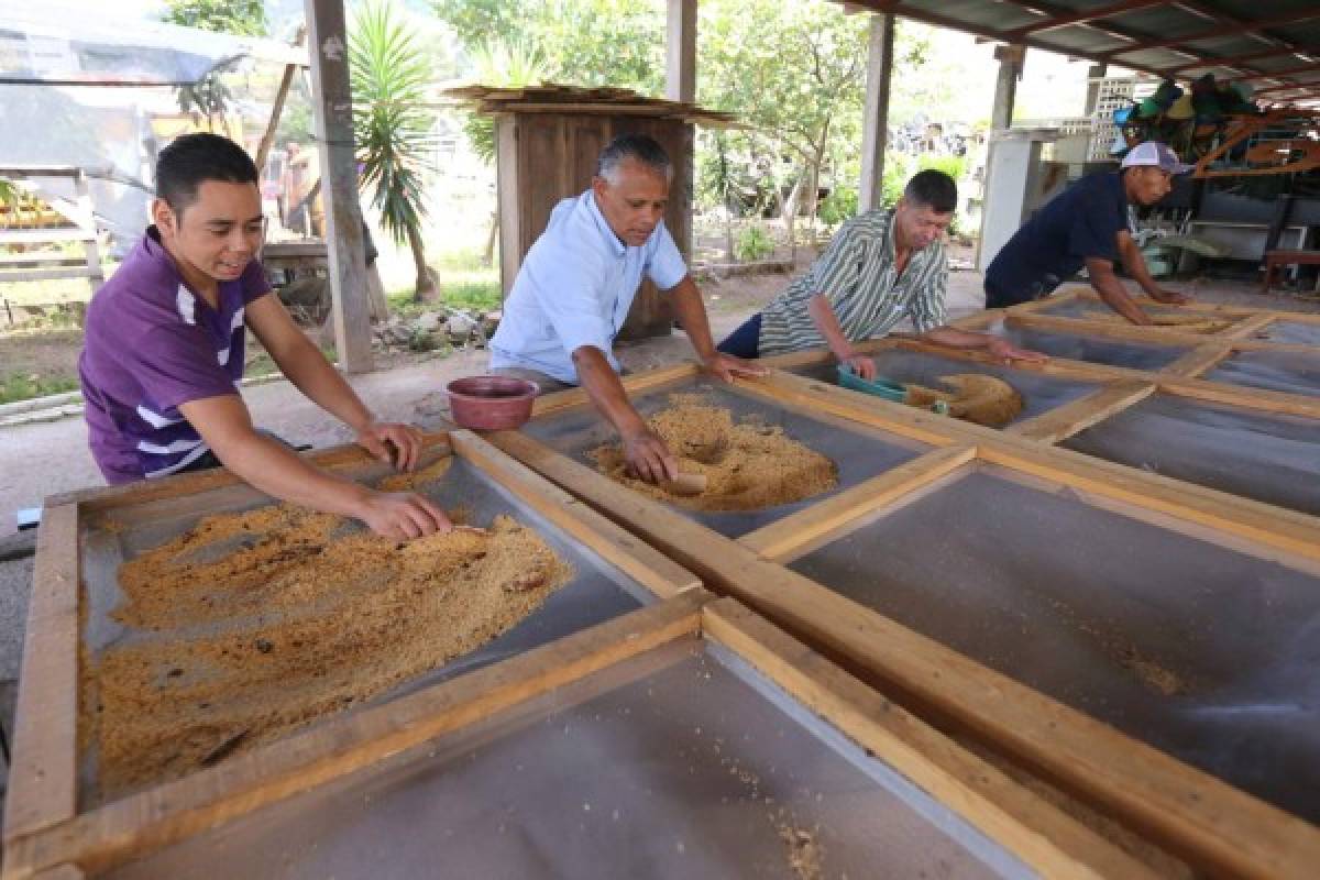 Inician preparación de materiales para alfombras de Semana Santa