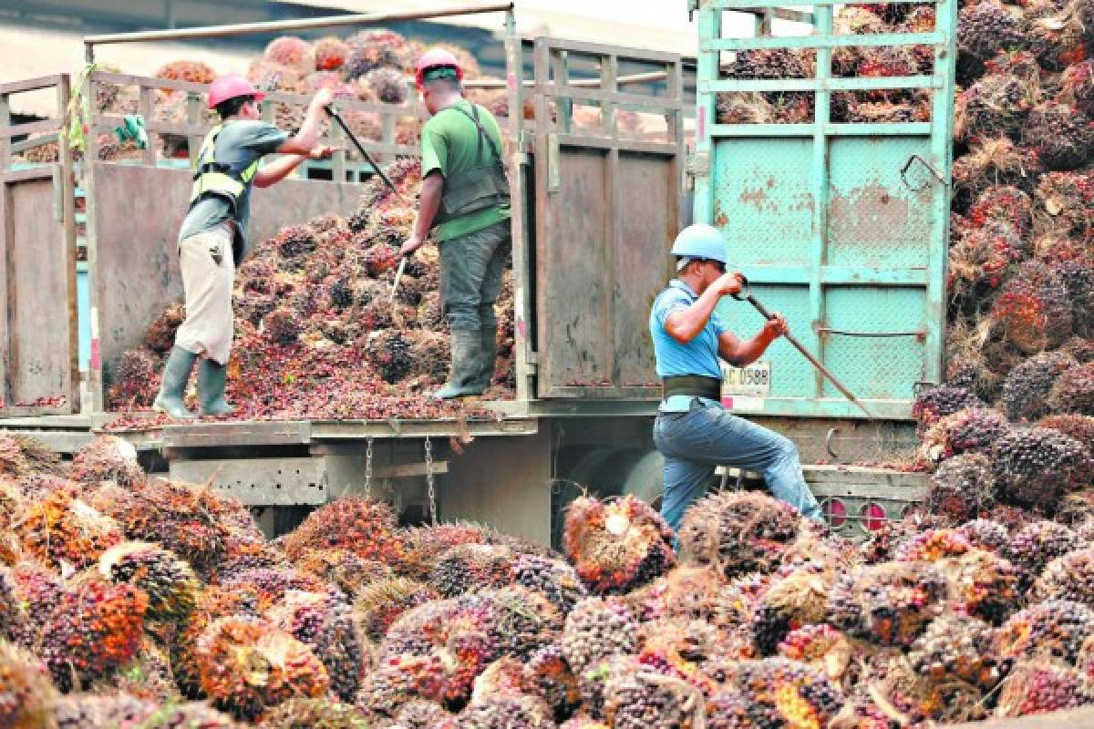 Aceite de palma hondureño perderá mercado europeo en el 2021