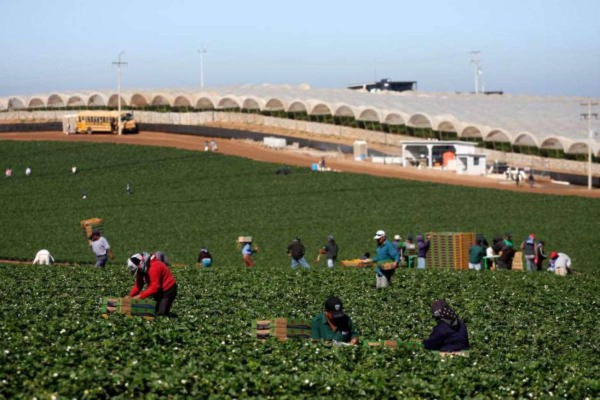 Ofensiva de Trump contra la inmigración preocupa a los agricultores 