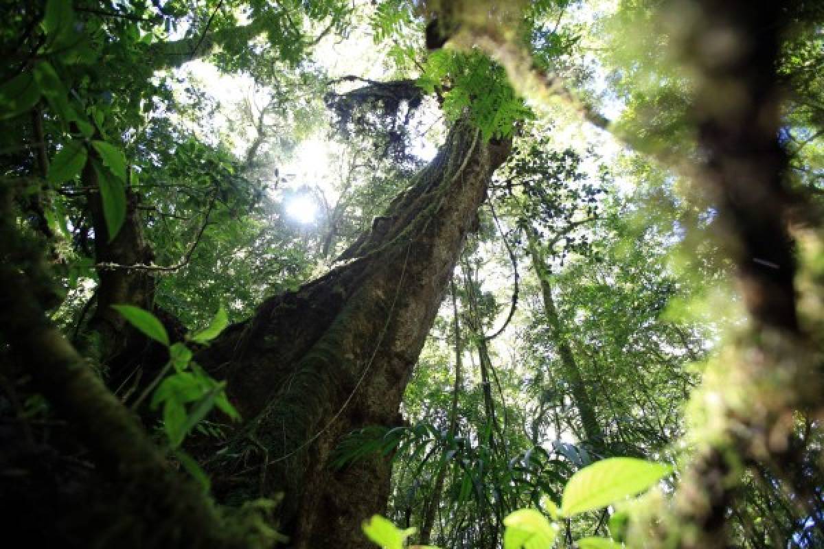 La ruta Cerro de Plata, la unión de El Picacho, El Piligüín y La Tigra