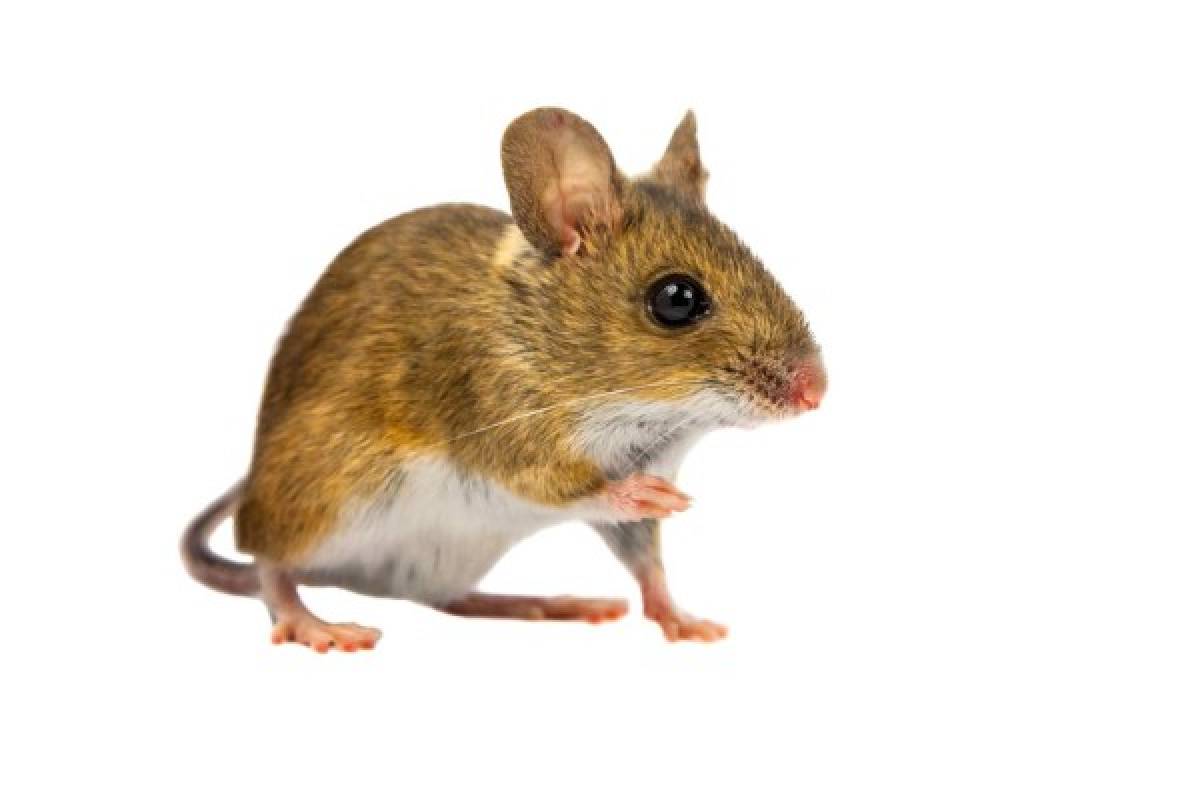 ¿Cómo saber si hay ratones en casa?