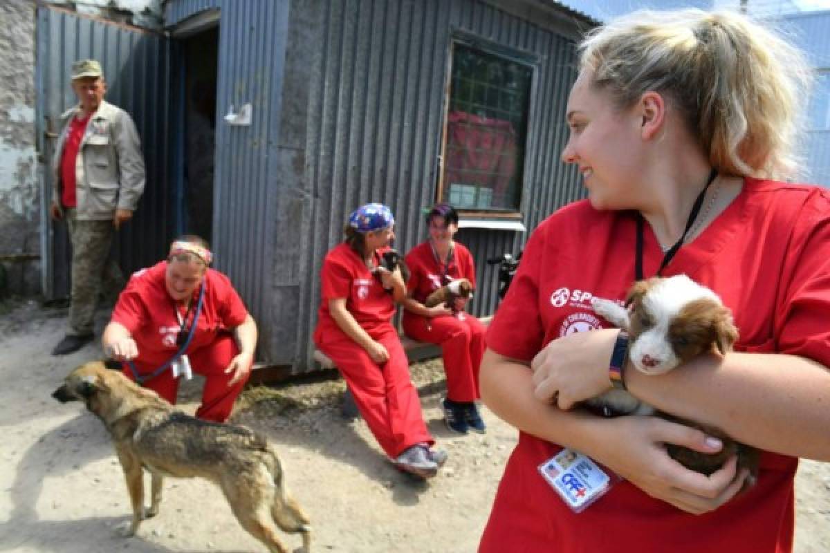 El sueño americano de los perros de Chernóbil 