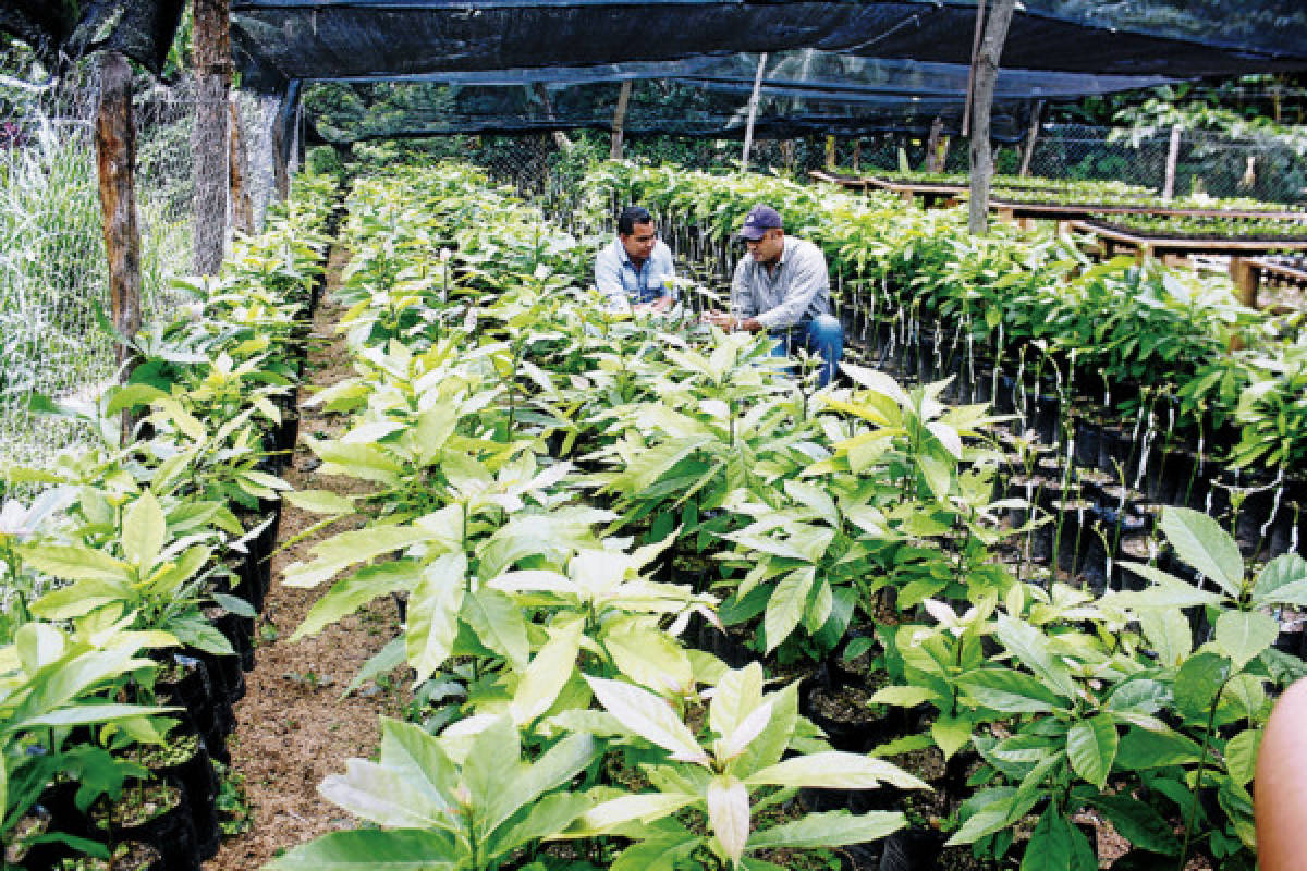 Plantaciones de aguacate Hass roban territorio al café