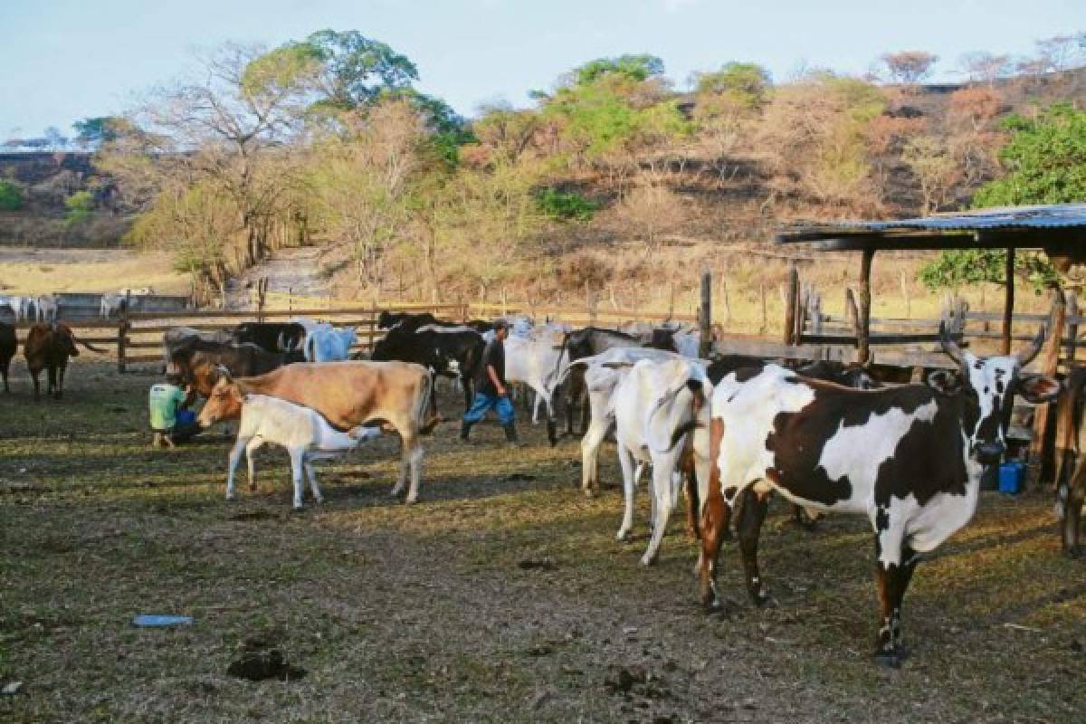 Estiércol de vaca, reservorio de bacterias resistentes a antibióticos