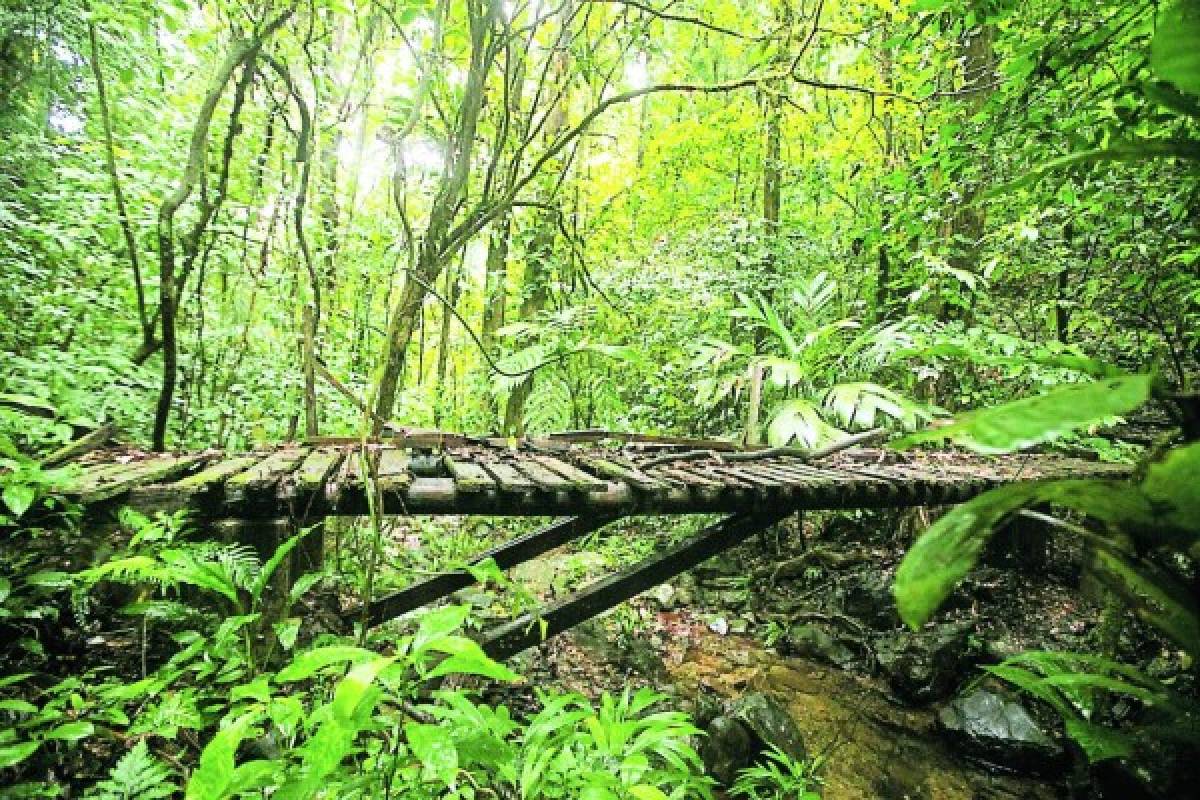 Pico Bonito, un espléndido edén de vida silvestre en la novia de Honduras