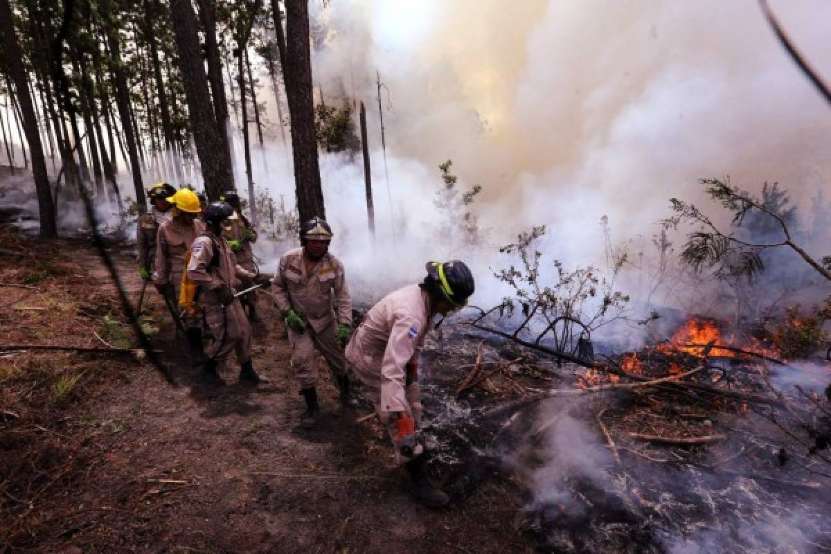 Honduras: Incendio daña 420 hectáreas de bosque en El Hatillo