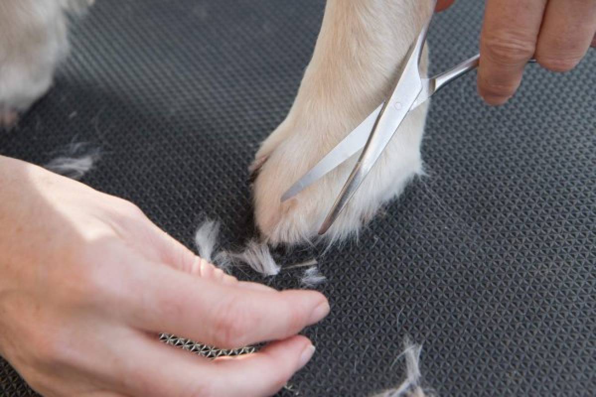 El rostro y las patas son dos de las áreas que debe tomarse el tiempo para recortar el pelo adecuadamente. Al finalizar el corte debe secar el pelo de la mascota.