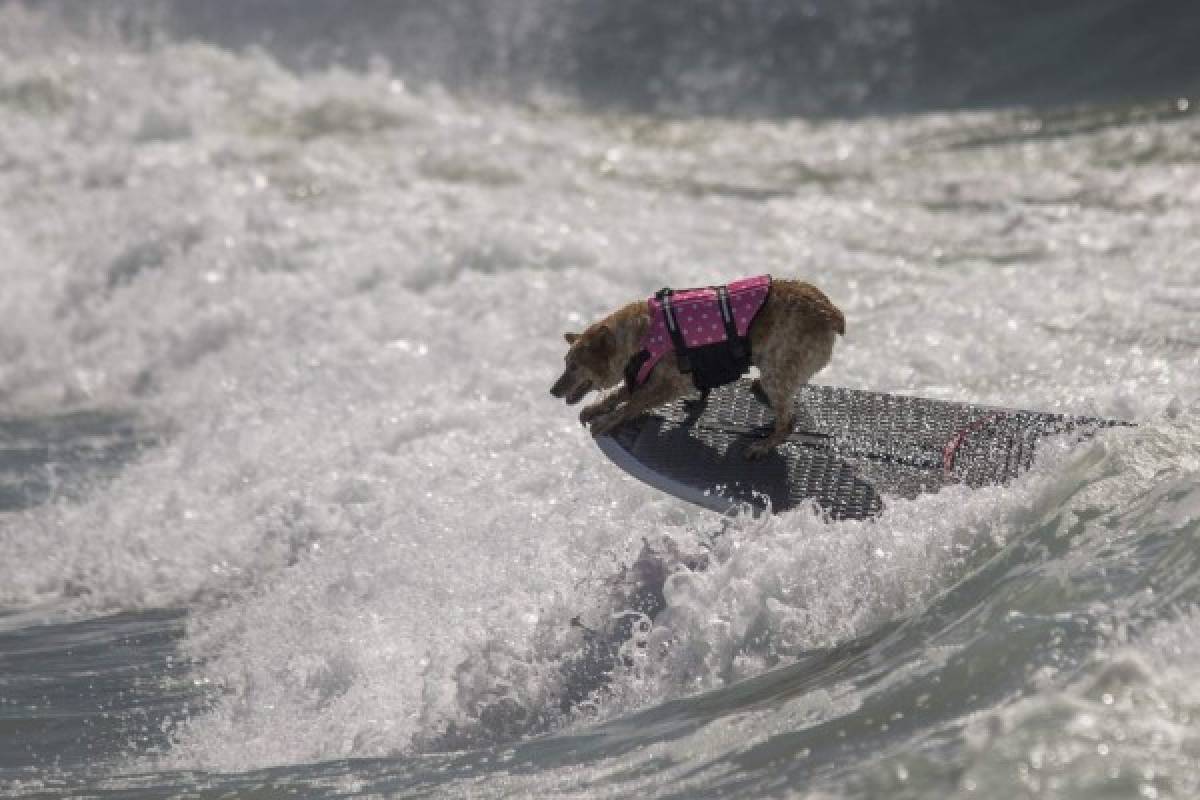 Perros participan en peculiar competencia de surf