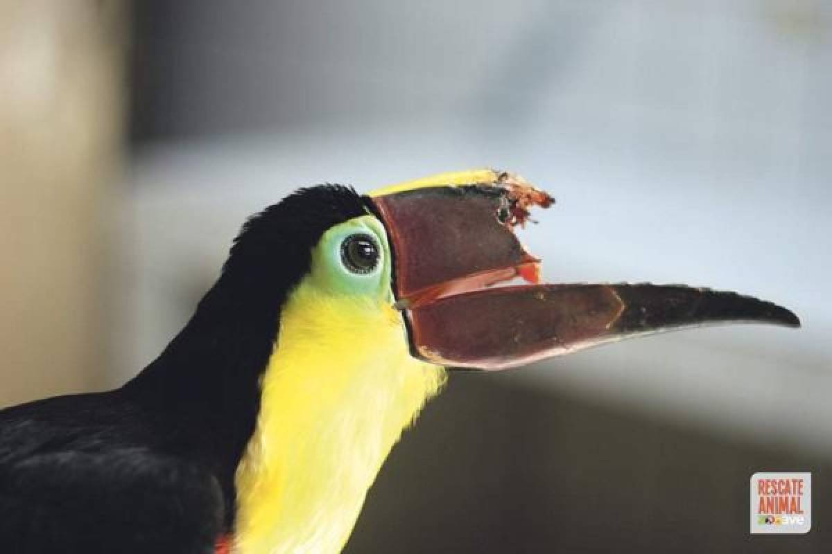 Atacaron un tucán y le arrancaron el pico en Costa Rica