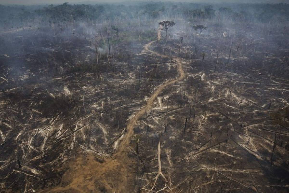 Tema de conservación sacude política brasileña