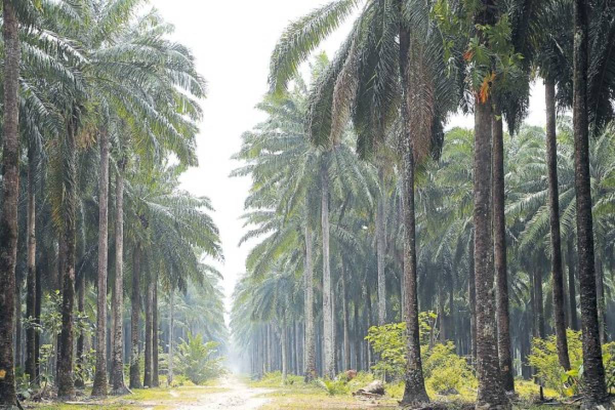 En el departamento de Atlántida se pueden apreciar las grandes extensiones de cultivos de palma africana o de otro tipo de hortalizas.