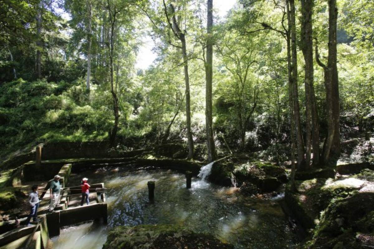 Gobierno pretende controlar reserva biológica de La Tigra