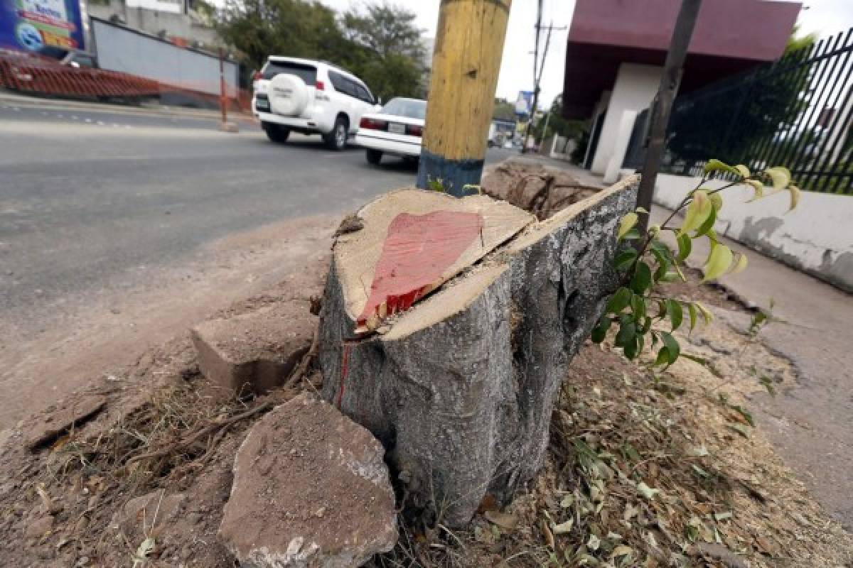 Capitalinos demandan que no se corte ni un árbol más en la ciudad