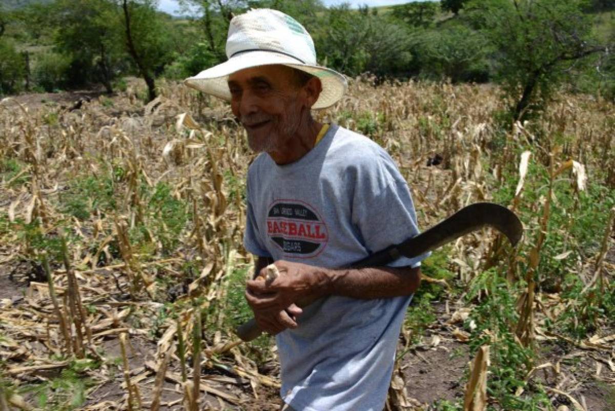 Sequía y plaga por cambio climático agravan el hambre en comunidades de Honduras