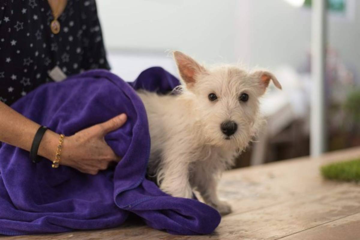 Consejos para bañar al perro adecuadamente