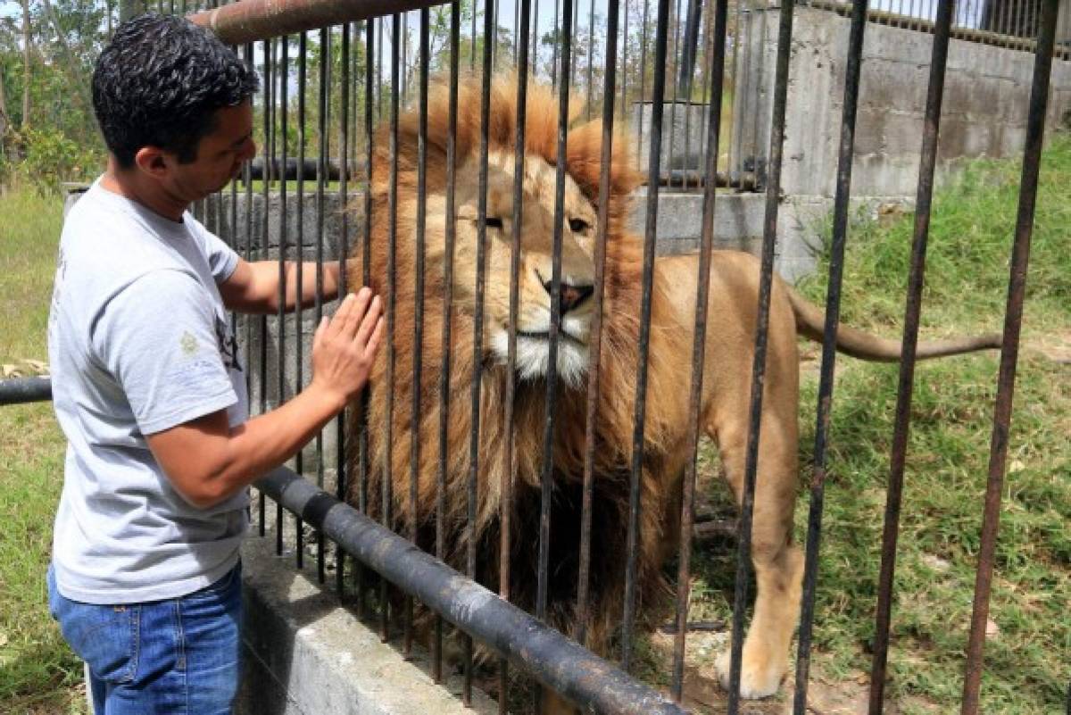 Javier y Simba: Amistad entre garras en el zoológico de la capital hondureña