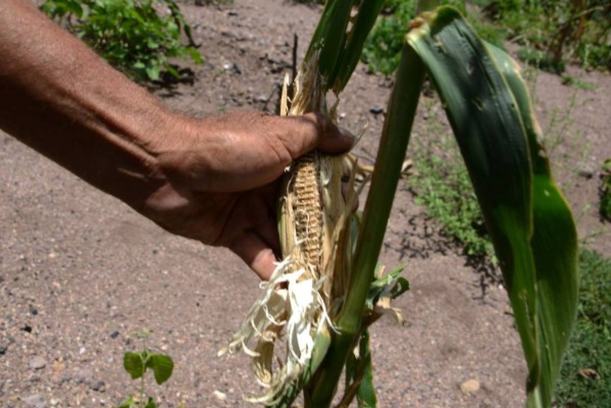 Sequía y plaga por cambio climático agravan el hambre en comunidades de Honduras